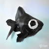 金魚 金魚