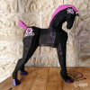 Foal