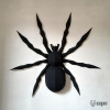 Spider Spider