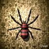 Spider Spider