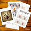 Spider Spider