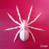 Spider Spider
