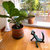 Lizard Lizard