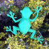 Frog II