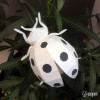Ladybug Ladybug