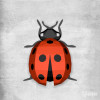 Ladybug Ladybug