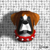 Testa di boxer