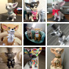 chihuahua chihuahua